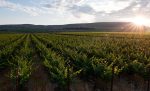 Ciel du Cheval Vineyard